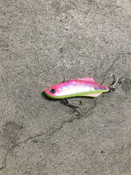 産卵前の荒食いやね