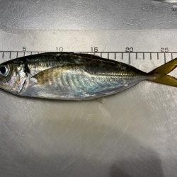 舞洲でアジング　尺アジまであと少し！