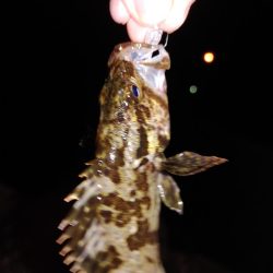 アジングのはずが