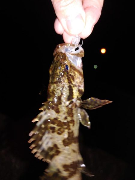 アジングのはずが