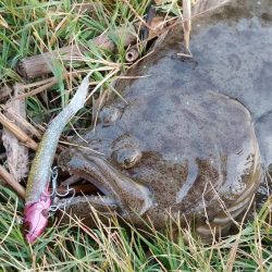 太刀魚とヒラメが釣れました