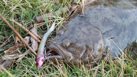 太刀魚とヒラメが釣れました