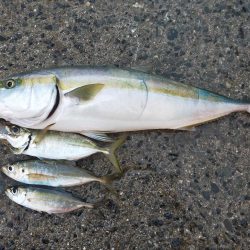 久しぶりの青物