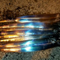 アジは不発、でもタチウオ好調