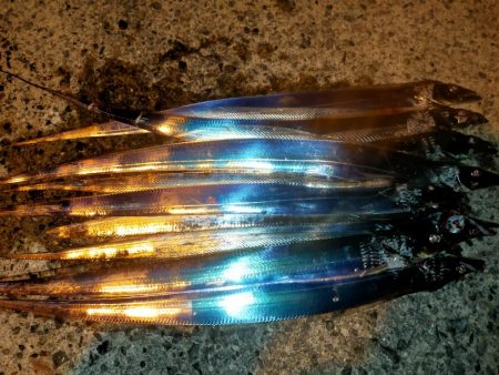 アジは不発、でもタチウオ好調