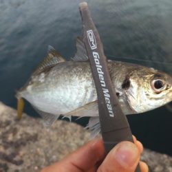 アジとタチウオ