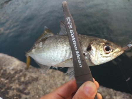 アジとタチウオ