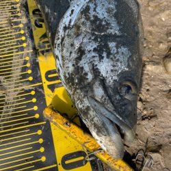 秋のシーズン突入かな？