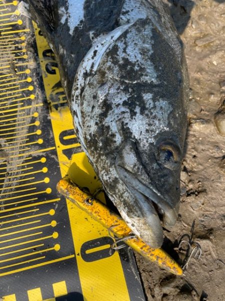 秋のシーズン突入かな？