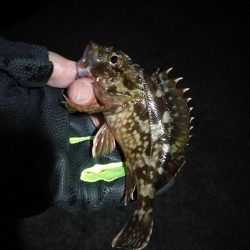 2021/10/31 須磨漁港ヘチ釣り（落とし込み）