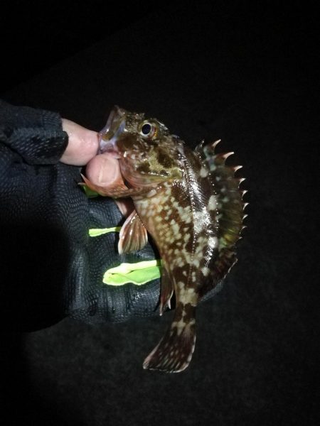 2021/10/31 須磨漁港ヘチ釣り（落とし込み）