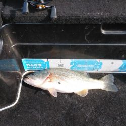 北山田50~37cm７本