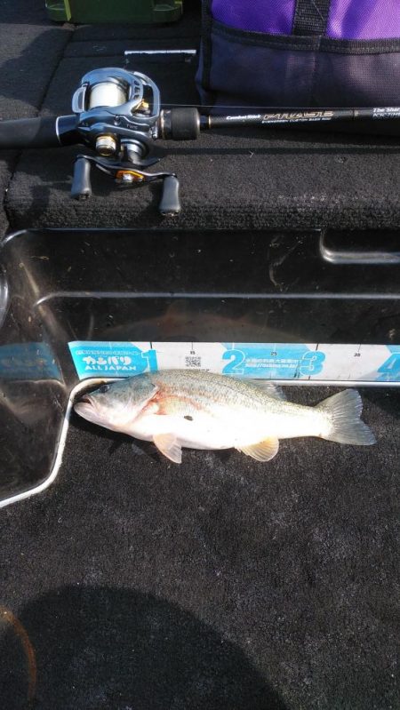 北山田50~37cm７本