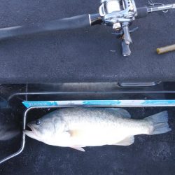 北山田50~40cm 4本