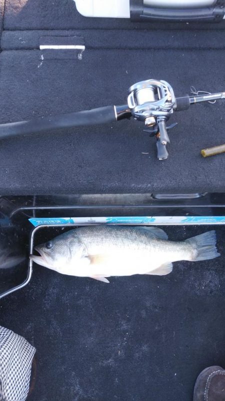 北山田50~40cm 4本