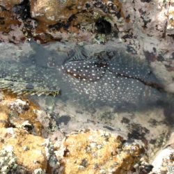 フカセ‥最高ですネ・・