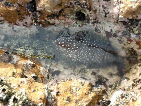 フカセ‥最高ですネ・・