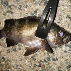 メバルが釣れ始めました