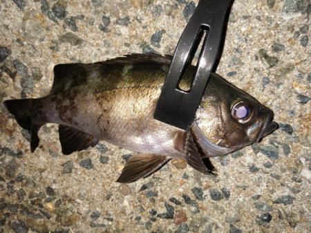 メバルが釣れ始めました