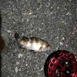 2021/11/18 南港ヘチ釣り~根魚狙い