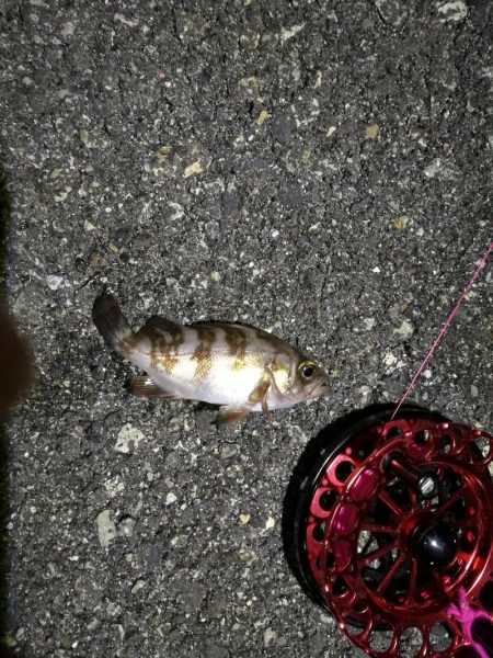 2021/11/18 南港ヘチ釣り~根魚狙い