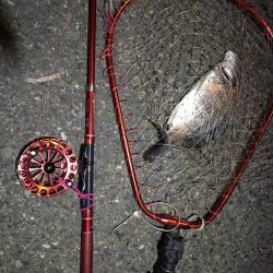 2021/11/26 南港ヘチ釣り