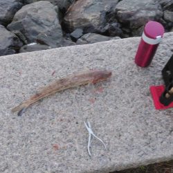 宮津～舞鶴ショアジギランガン