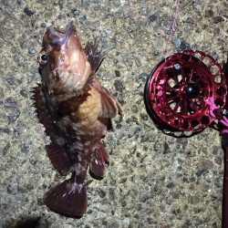 2021/11/28 南港ヘチ釣り～根魚狙い