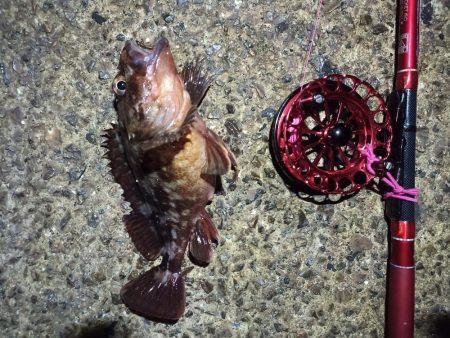 2021/11/28 南港ヘチ釣り～根魚狙い