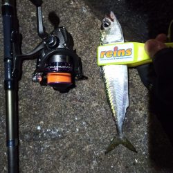 2021/11/29 南港アジング釣行