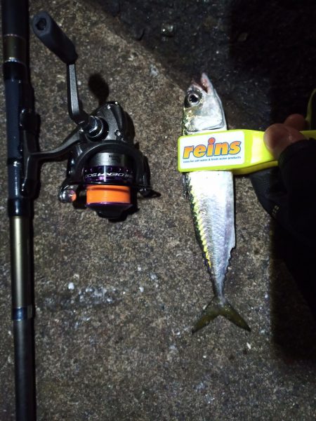 2021/11/29 南港アジング釣行