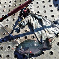 フカセ‥最高ですネ・・