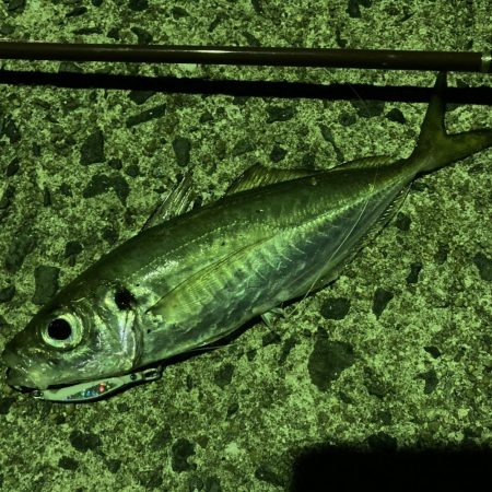 A.P.Pフィッシングガイドサービス　堤防と磯をチェックしていく