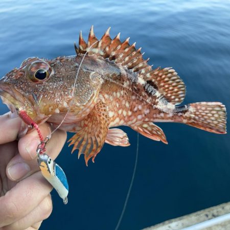 A.P.Pフィッシングガイドサービス　イカ狙いを断念、メタルジグを放りロックフィッシュゲームを楽しむ