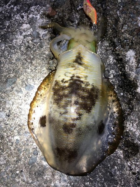 2020 佐渡ヶ島エギング 41回目