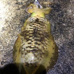 2021佐渡ヶ島 エギング　43回目