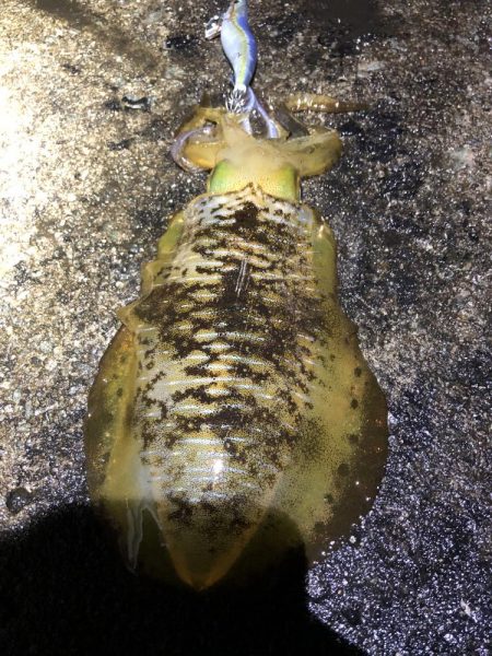 2021佐渡ヶ島 エギング　43回目