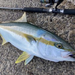 A.P.Pフィッシングガイドサービス ブリ&ヒラマサ 秋を感じる展開にRIDEON!