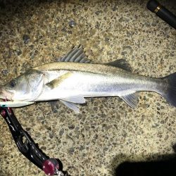 シーバス　風が強い夜でした