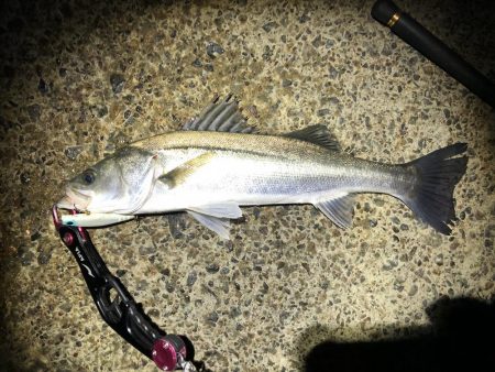 シーバス　風が強い夜でした