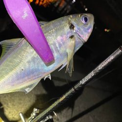 舞洲アジング 中アジ攻略