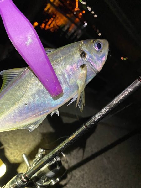 舞洲アジング 中アジ攻略