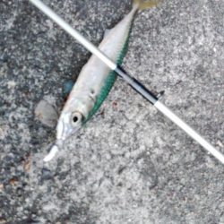 ぶら河川調査!!