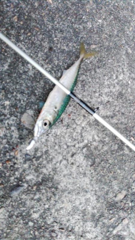 ぶら河川調査!!