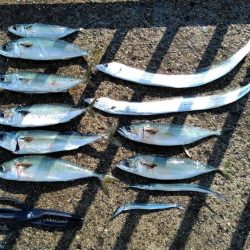 大サバ・中サバ・サバ・サバ時々タチウオ 明けるとサヨリ