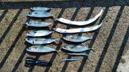 大サバ・中サバ・サバ・サバ時々タチウオ　明…