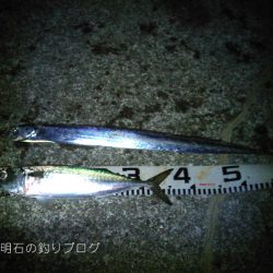秋の大サバ爆釣〜！