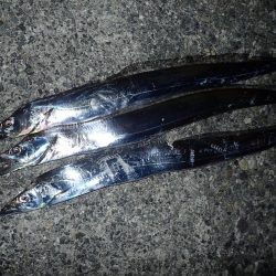 モンスターハントで良型揃い!! FLAP釣法!!