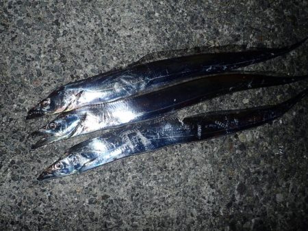 モンスターハントで良型揃い!! FLAP釣法!!