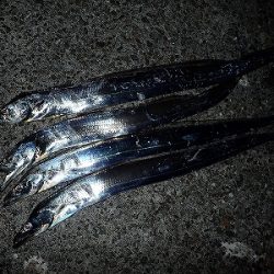 皆既月食の武庫川一文字で！